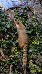 South American coati or ring-tailed coati (Nasua nasua)