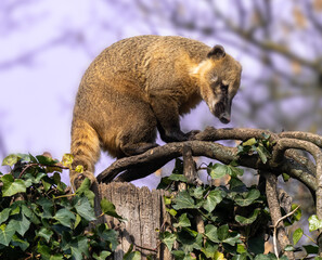 South American coati or ring-tailed coati (Nasua nasua)