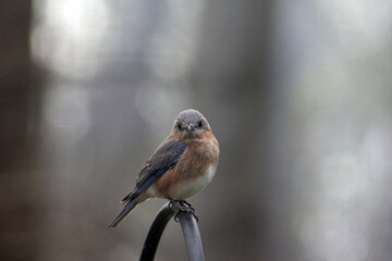 Eastern Bluebird Sitting on a Shepherd's Hook