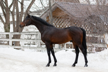 Beautiful arabian chestnut horse with a long mane stands on natural winter background, profile side view, exterior