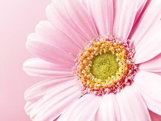 Pink gerbera daisy flower
