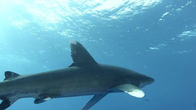 Oceanic Whitetip Shark - Carcharhinus longimanus swim under the surface of blue water.  Red Sea, Egypt
