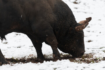 A big black bull in the snow training to fight in the arena. Bullfighting concept. Selective focus 