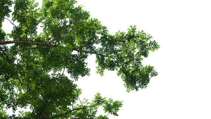 Green tree branch isolated on white background