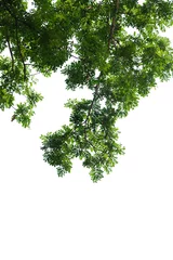 Foto op Plexiglas Green tree branch isolated on white background © watink