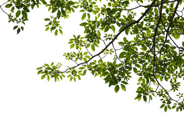 Obraz na płótnie Canvas Green tree branch isolated on white background