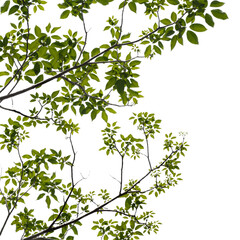 Green tree branch isolated on white background