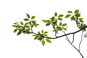 Green tree branch isolated on white background