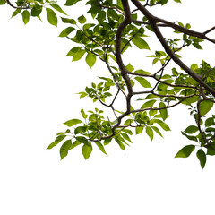 Green tree branch isolated on white background