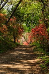 Naklejka premium ツツジ咲く道