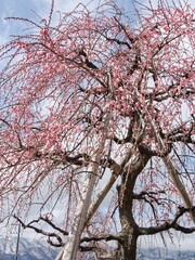 鮮やかなピンクの枝垂れ梅と雪山｜縦