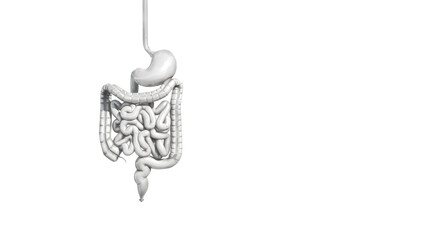 Three-dimensional isolated white model of human intestines, 3D rendering