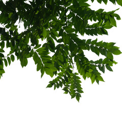 Green tree branch isolated on white background