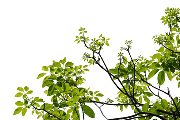 Fototapeta na wymiar Green tree branch isolated on white background
