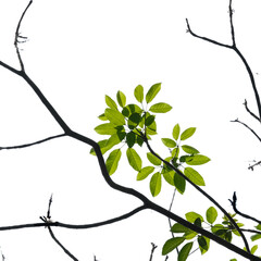 Green tree branch isolated on white background