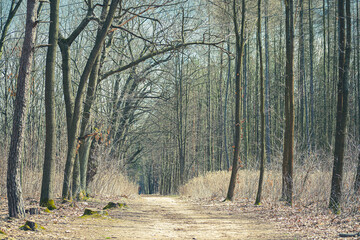 Hiking path in Kampinos National Park, Warsaw, Poland. Early spring afternoon in deciduous woodland. Selective focus on the details, blurred background.