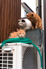 個性的な野良猫達｜縦