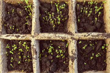 A group of young green shoots in a black winter in a paper container stretches toward the sun