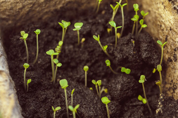 A group of young green shoots in a black winter in a paper container stretches toward the sun