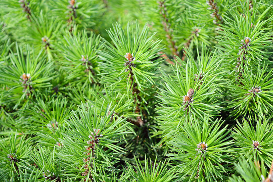 Evergreen coniferous shrub, mountain pine. Pinus mugo Pumilio. Photo for the catalog of plants of the garden center or plant nursery. Sale of green space. Close-up. 