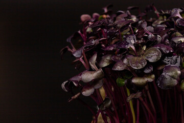 Fresh purple radish sprouts isolated on black. Microgreens.