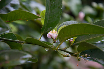 Ladybug on a flower of a lemon tree twig