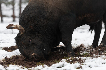 A big black bull stabs its horns into the snowy ground and trains to fight in the arena. The...