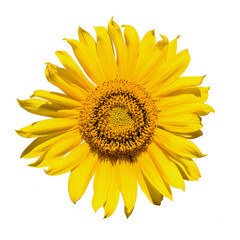 Closeup of a bright yellow sunflower isolated on white background