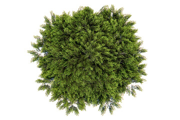 Green thuja tree, top view on white background, 3D rendering