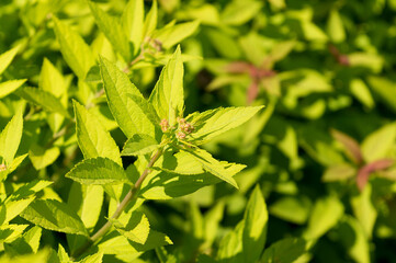 Inflorescence of ornamental shrubs Spiraea japonica 