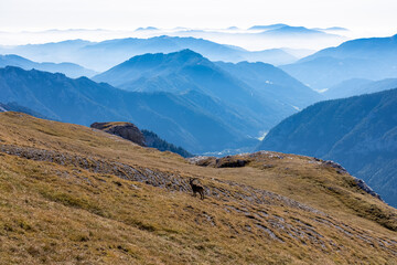 Mountain goat on an alpine meadow in the Hochschwab region in Styria, Austria. Alps in Europe. Wildlife and wilderness. Natural habitat of wild animals. Misty valley and soft hills. Concept freedom