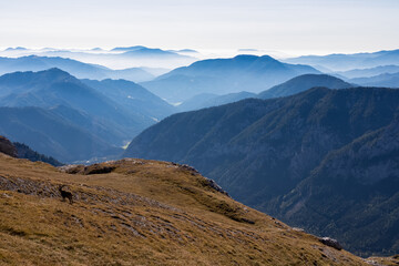 Mountain goat on an alpine meadow in the Hochschwab region in Styria, Austria. Alps in Europe. Wildlife and wilderness. Natural habitat of wild animals. Misty valley and soft hills. Concept freedom