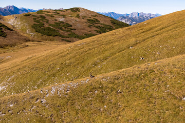 Mountain goat on an alpine meadow in the Hochschwab region in Styria, Austria. Alps in Europe....