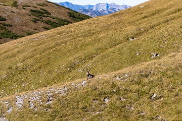 Mountain goat on an alpine meadow in the Hochschwab region in Styria, Austria. Alps in Europe....