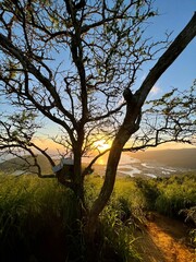 tree at sunset in Hawaii 