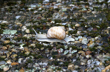 Weinbergschnecke