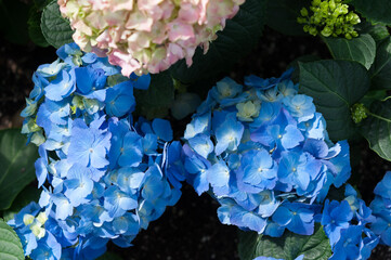 blue and pink hydrangea flowers