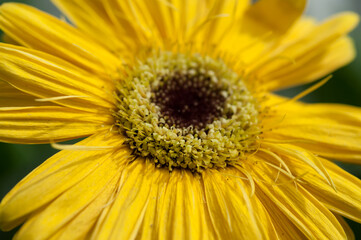 yellow gerbera blossoms up close