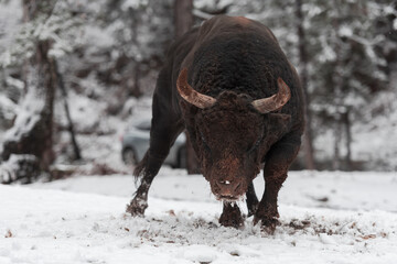 A big black bull in the snow training to fight in the arena. Bullfighting concept. Selective focus 