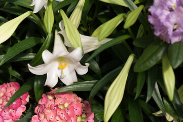 spring flowers viewed from above
