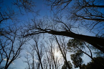 trees in the sky , image taken in petriolo terme, bagni di petriolo, siena, tuscany, italy