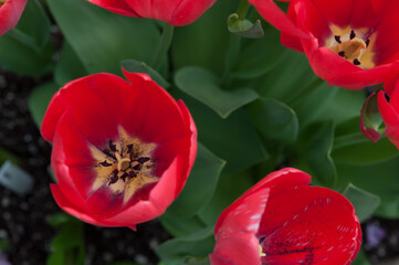 red-pink and yellow tulips