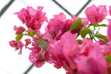 pink flowers (Bougainvillea)