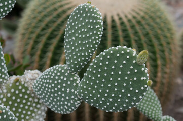 Opuntia microdasys cactus
