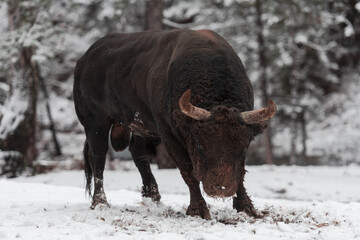 A big black bull in the snow training to fight in the arena. Bullfighting concept. Selective focus 