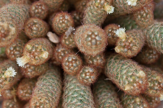 Flowering Cactus Viewed From Above