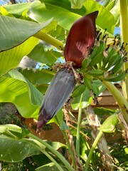 Banana plant, Musa, in close-up.