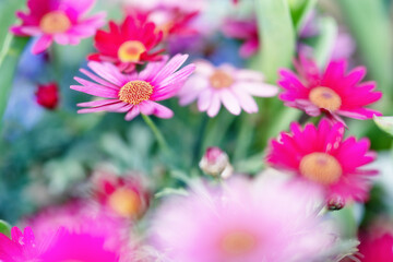 Fototapeta premium 咲き乱れるガーベラたち