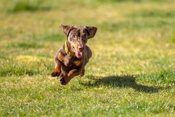 Miniature Dachshund running in the grass - 493627247