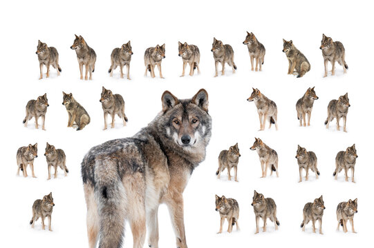collage of wolves  (canis lupus) isolated